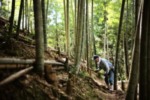 タケノコ山 楽天市場】【ふるさと納税】＜先行予約受付中！2025年12月下旬～2026年