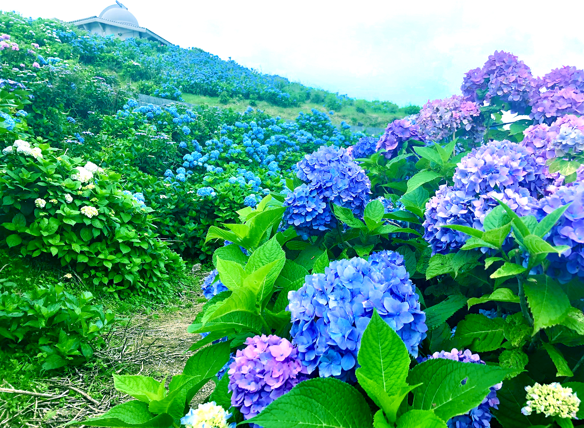 大川原高原のあじさい