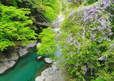 山藤が咲き乱れる祖谷のかずら橋