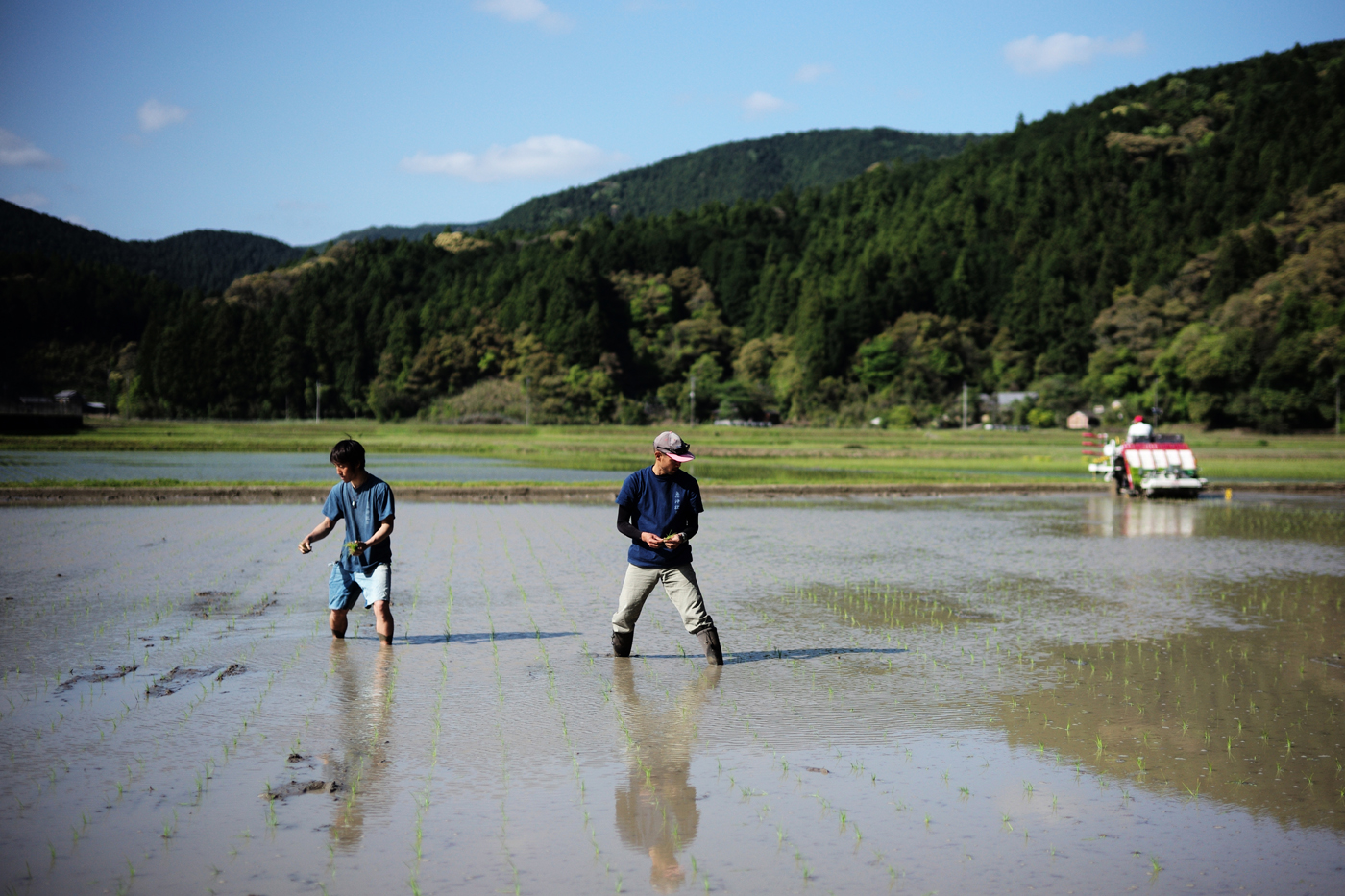 田植え