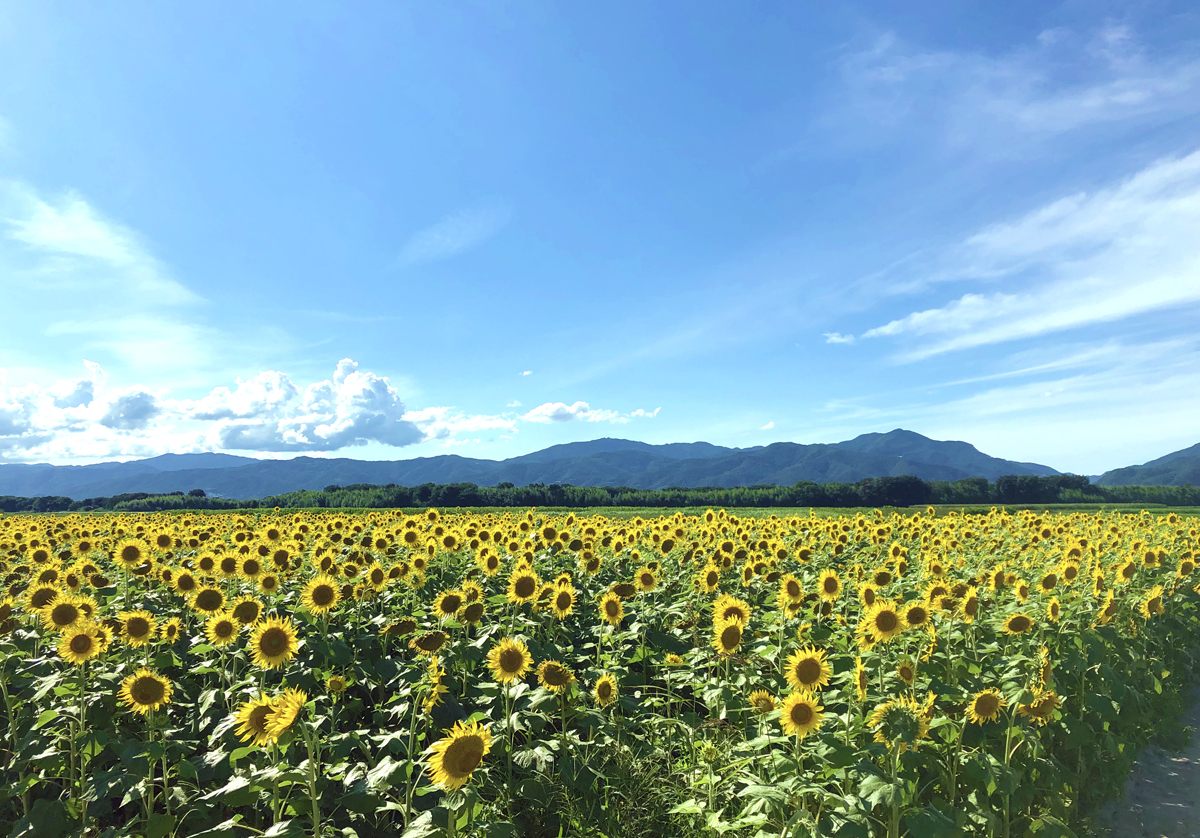 善入寺島のひまわり