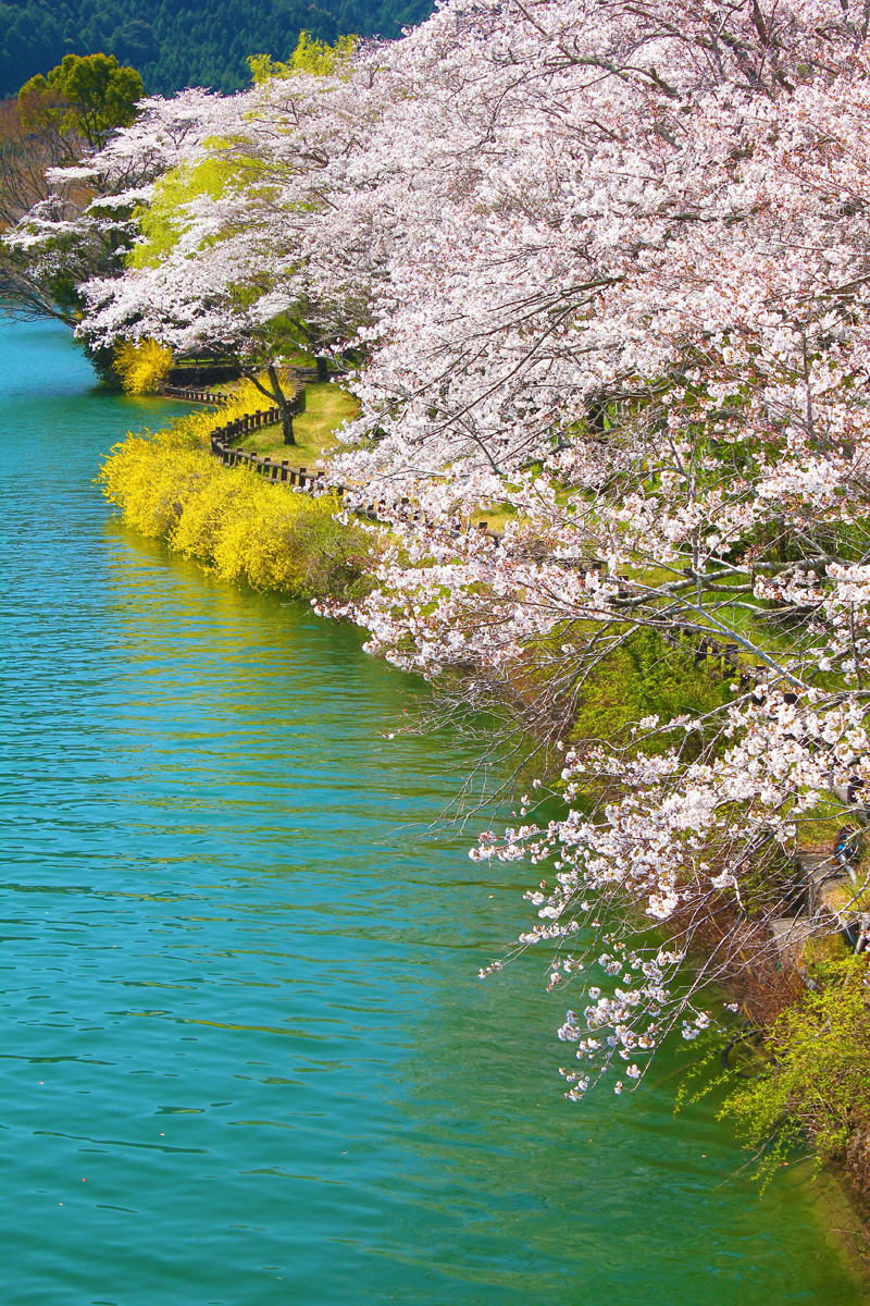 川口ダム湖畔の桜