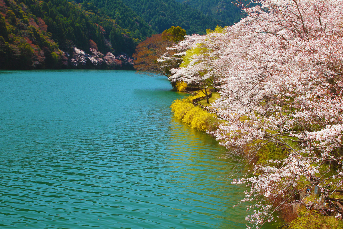 川口ダム湖畔の桜