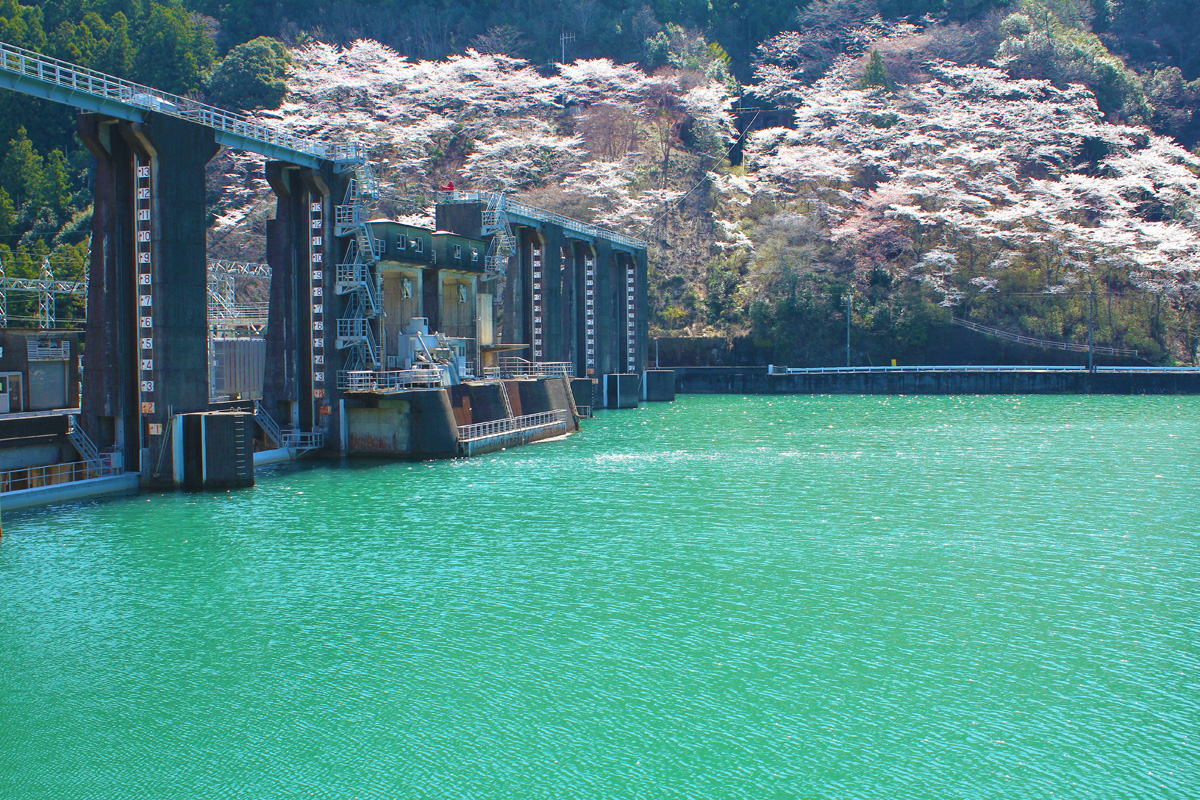 川口ダム湖畔の桜