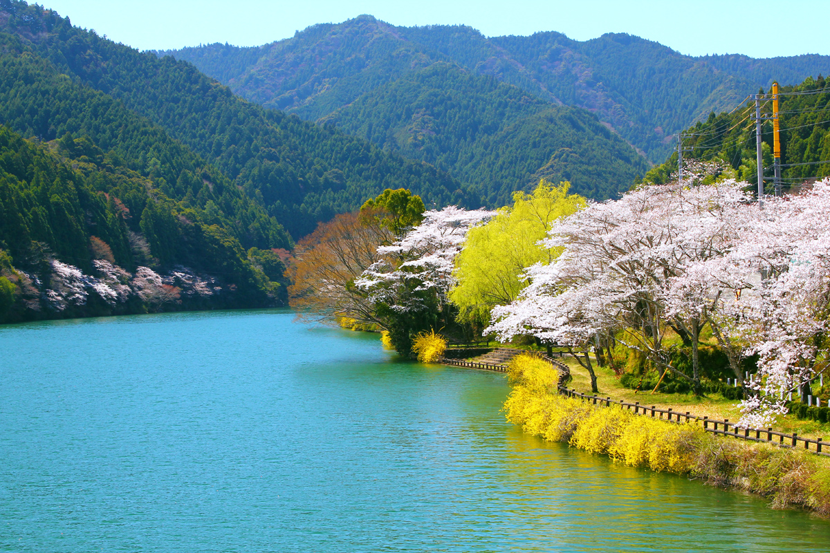 川口ダム湖畔の桜