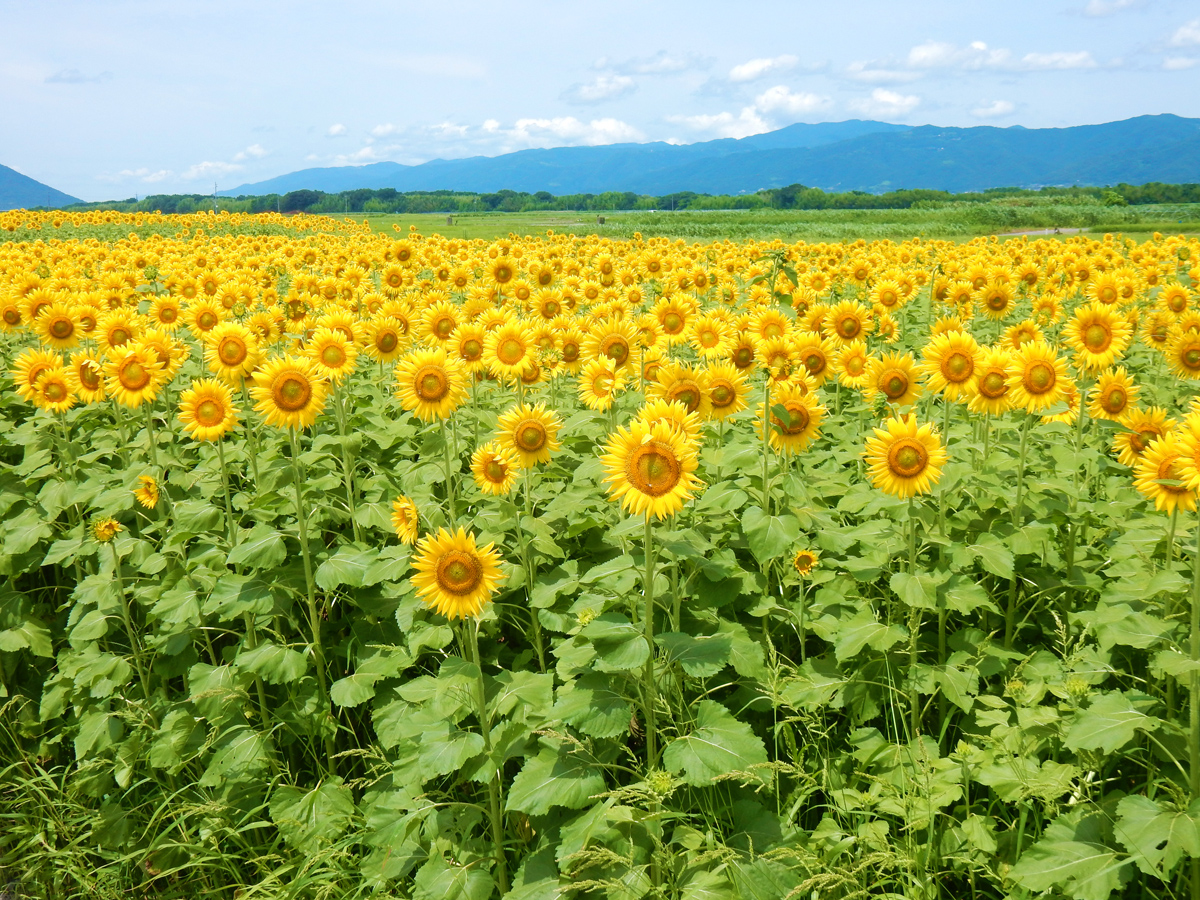 善入寺島のひまわり