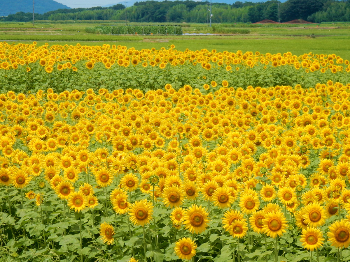 善入寺島のひまわり