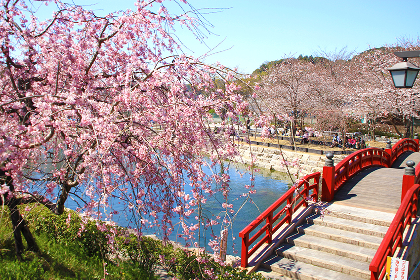 岩脇公園の桜