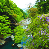 祖谷のかずら橋・奥祖谷二重かずら橋