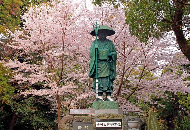 恩山寺自然公園の桜の画像