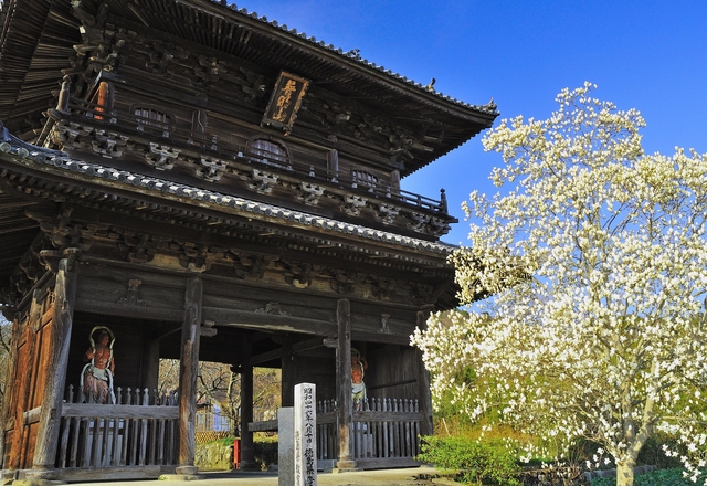 熊谷寺のハクモクレンの画像