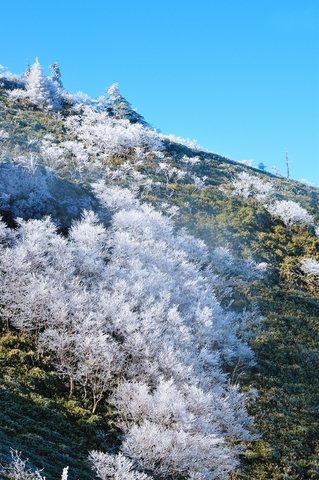 剣山の樹氷の画像