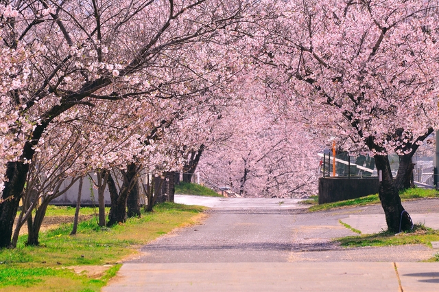 松島千本桜の画像