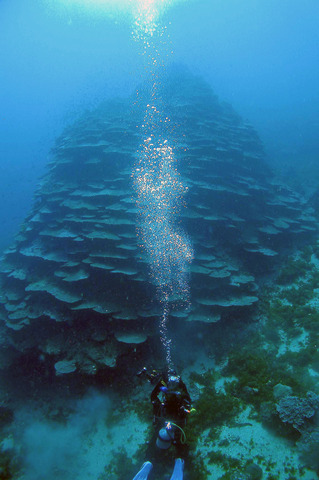 千年サンゴの画像
