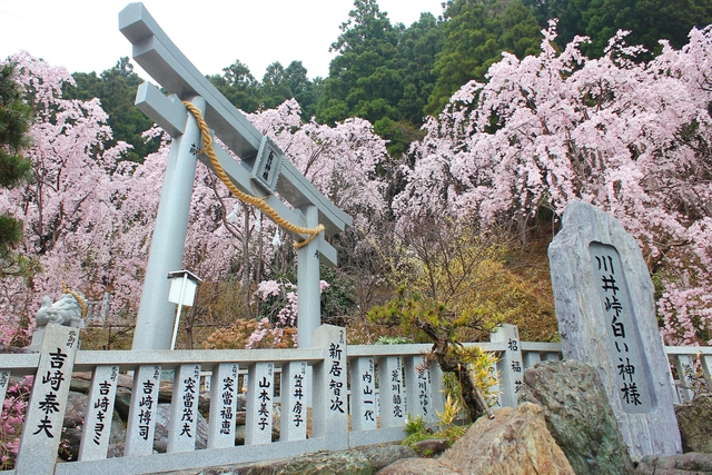川井峠のしだれ桜の画像