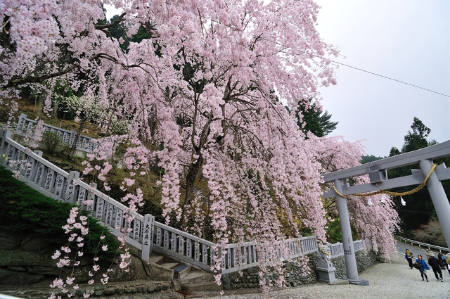 川井峠のしだれ桜の画像