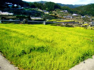 20552_35282_img-300x225.jpg