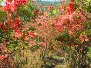 山つつじの里萩生のオンツツジ・ミツバツツジ | 徳島県観光情報サイト